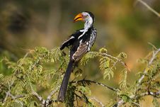 Southern Yellow-billed Hornbill Royalty Free Stock Image