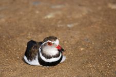 Three-Banded Plover (Charadrius Tricollaris) Royalty Free Stock Images