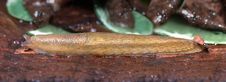 Slug, Dusky Arion Stock Images Slug, Dusky Arion Stock Images