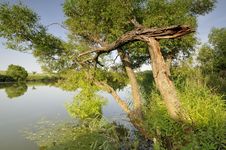 Tree Over The Lake Stock Photography Tree Over The Lake Stock Photography