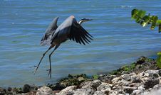 Blue Heron Takes Off From Rocks Royalty Free Stock Photos