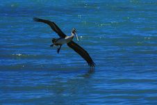 Pelican Flying Over Water Royalty Free Stock Photography Pelican Flying Over Water Royalty Free Stock Photography