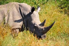 White Rhinoceros (Ceratotherium Simum) Royalty Free Stock Photos