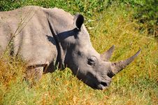White Rhinoceros (Ceratotherium Simum) Stock Photos
