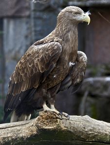 White-tailed Eagle 3 Royalty Free Stock Photo