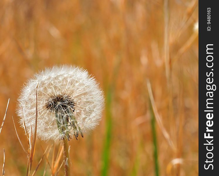 A dandelion against a field of brown, awaiting the spring breeze, an opportunity to the seeds to fly and reach new places. A dandelion against a field of brown, awaiting the spring breeze, an opportunity to the seeds to fly and reach new places