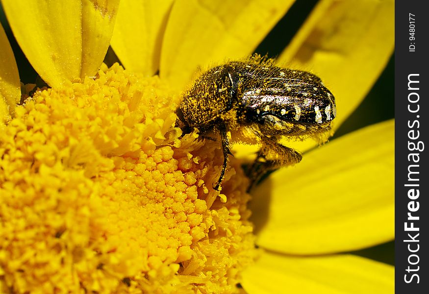 Insect in a yellow flower. Insect in a yellow flower.