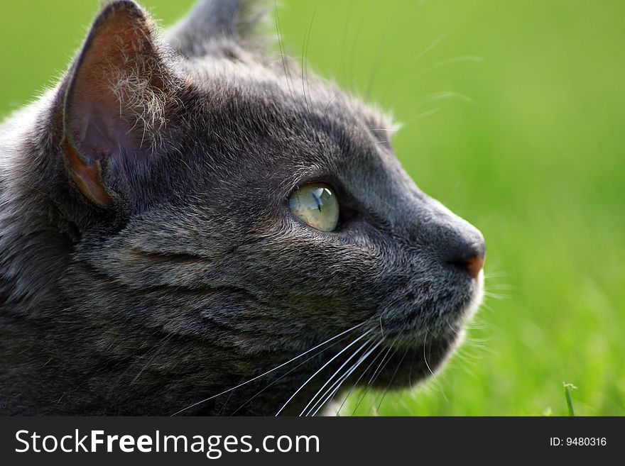 Close-up cat with a green background. Close-up cat with a green background