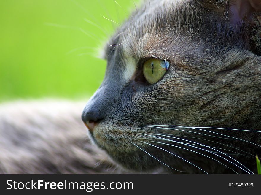Close-up cat with a green background. Close-up cat with a green background