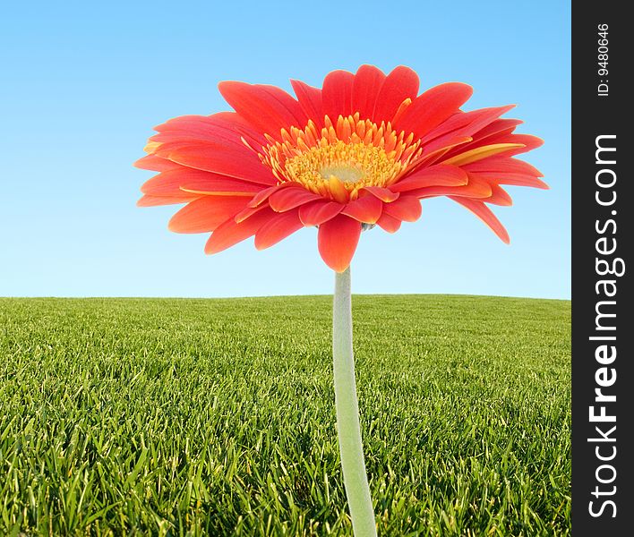 Orange daisy superimposed over a grassy field and blue sky. Orange daisy superimposed over a grassy field and blue sky