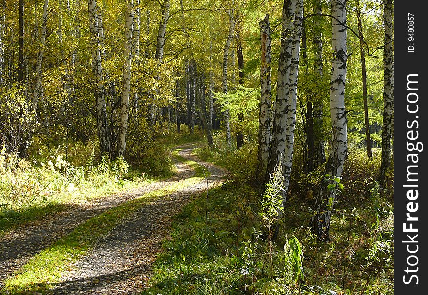 Walk autumn daytime on timber road. Walk autumn daytime on timber road