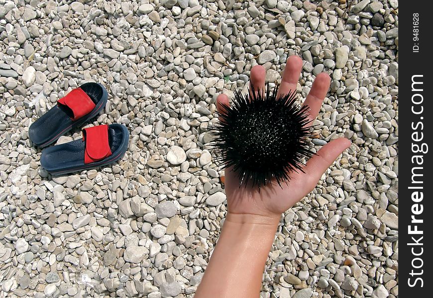 Sea urchin in hand with slip-on shoes on stone beach. Sea urchin in hand with slip-on shoes on stone beach