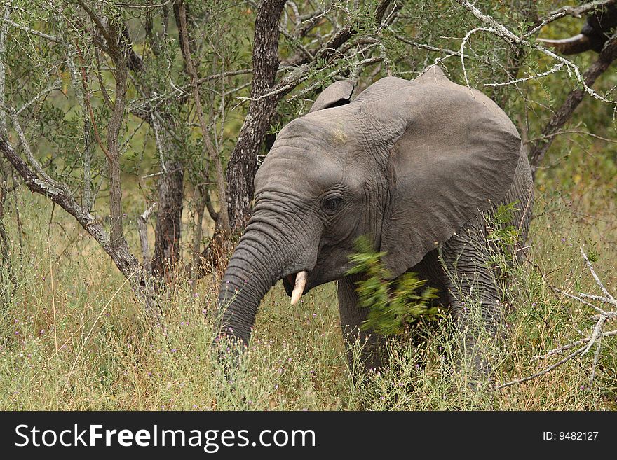 Elephants In The Sabi Sands Private Game Reserve