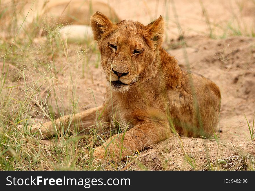 Lions in the Sabi Sand Game Reserve, South Africa