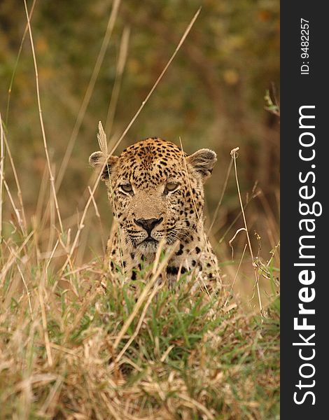 Leopard In Sabi Sand Private Reserve