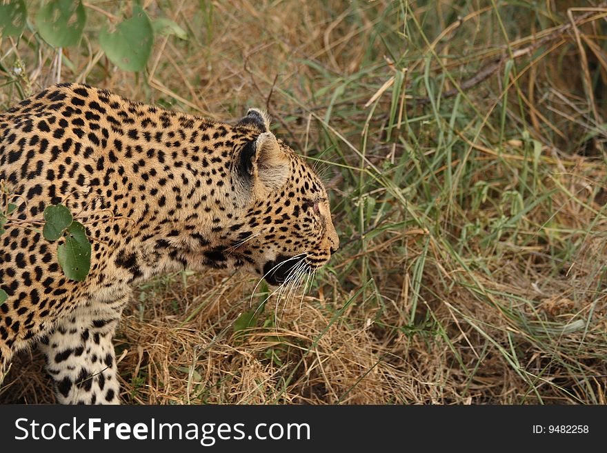 Leopard In Sabi Sand Private Reserve