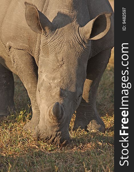 Rhino in Sabi Sand |Reserve, South Africa. Rhino in Sabi Sand |Reserve, South Africa
