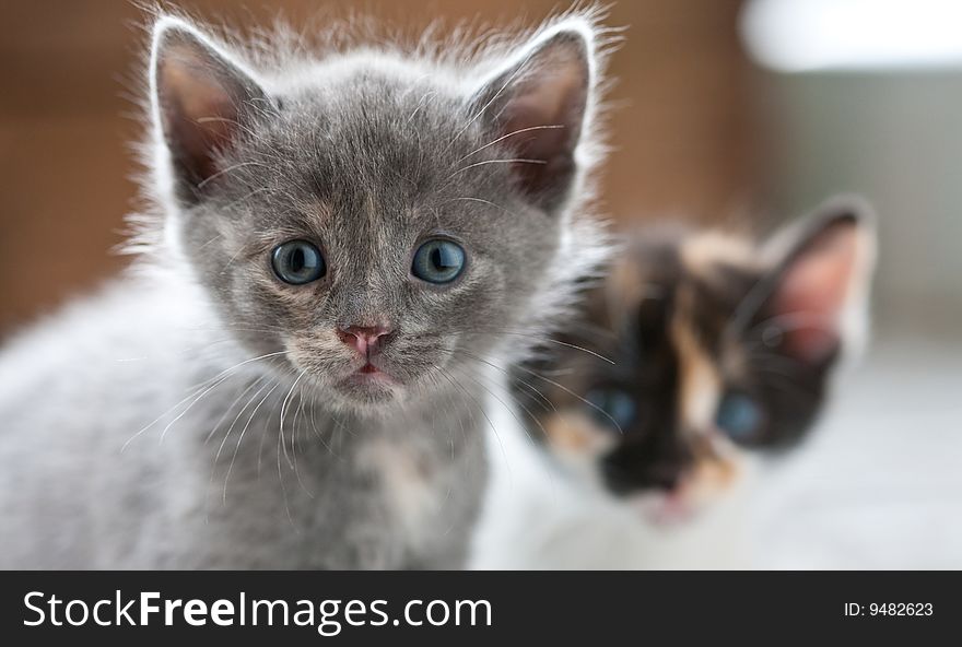 Animal series: grey fluffy small domestic kitten