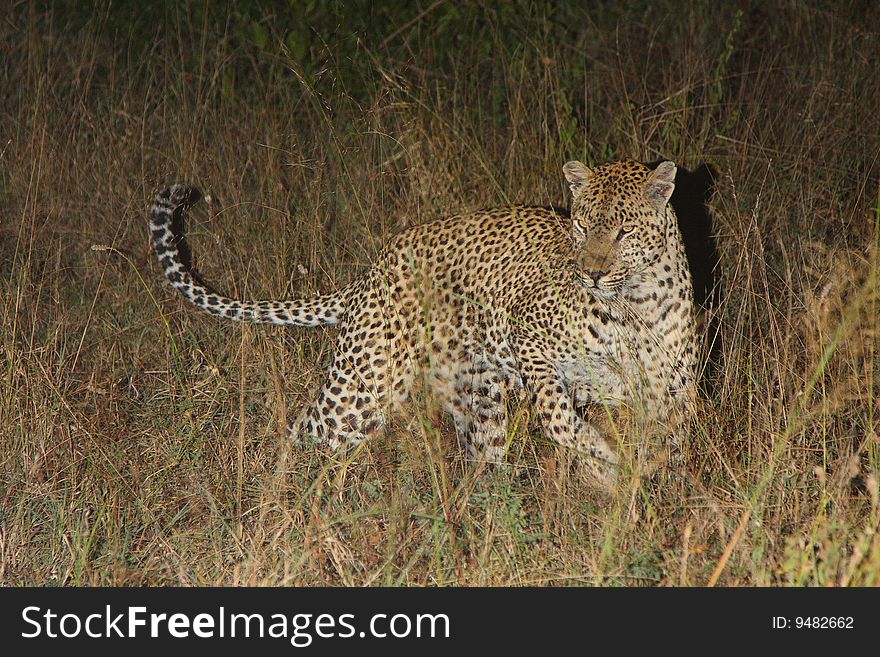 Leopard in Sabi Sand Private Reserve, South Africa