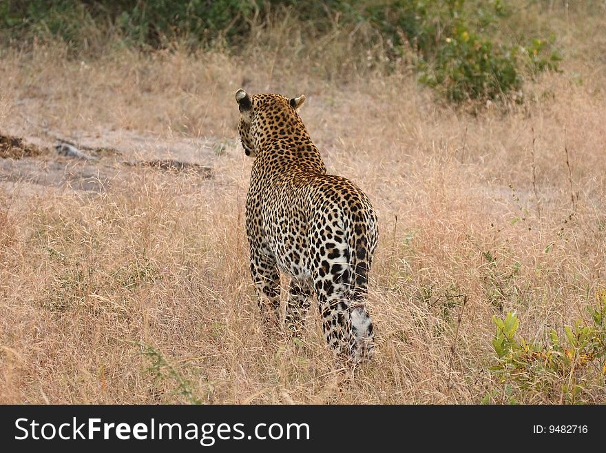 Leopard in Sabi Sand Private Reserve, South Africa