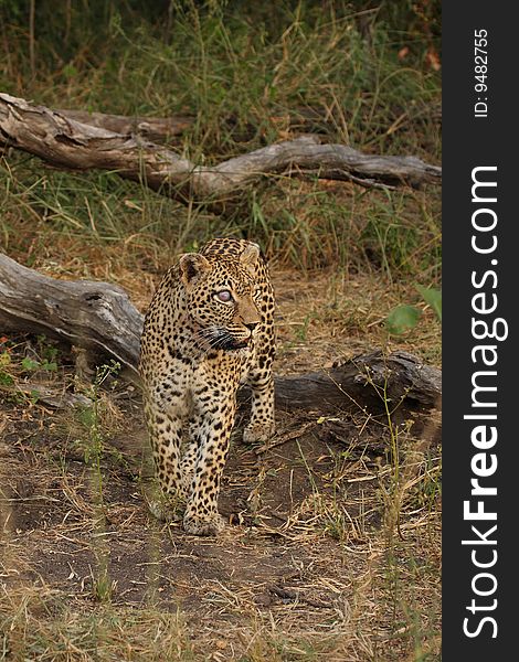 Leopard in Sabi Sand Private Reserve, South Africa