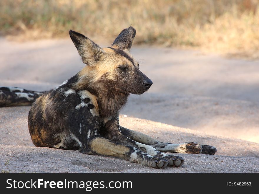 Wild Dogs In South Africa