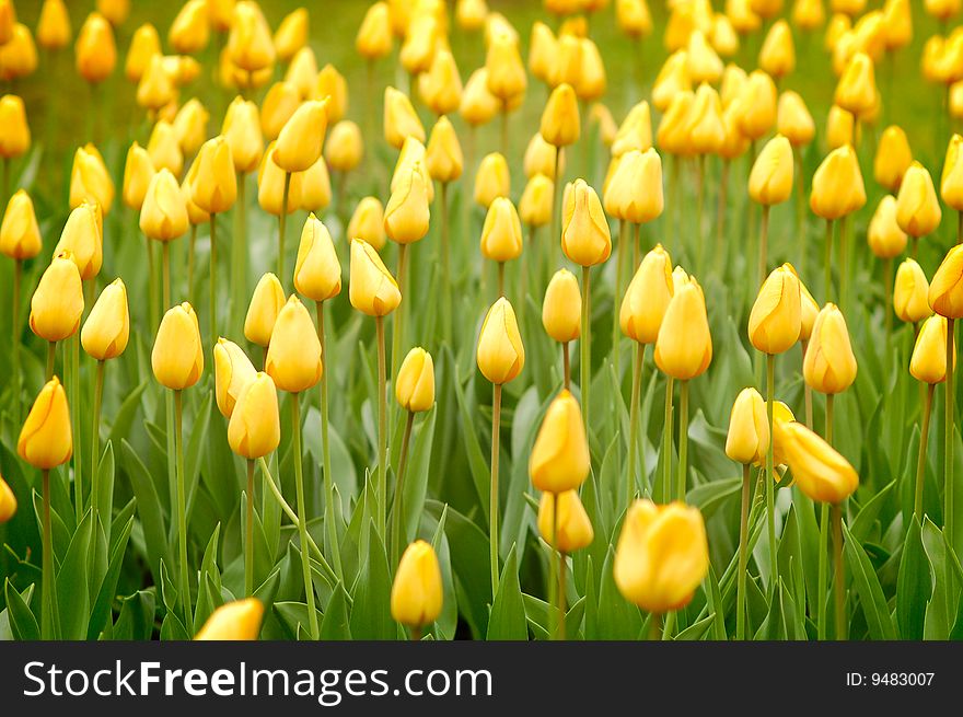 Yellow tulips background close up