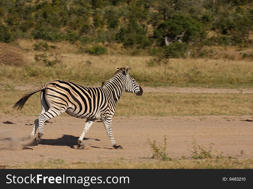 Zebra In Sabi Sand Reserve