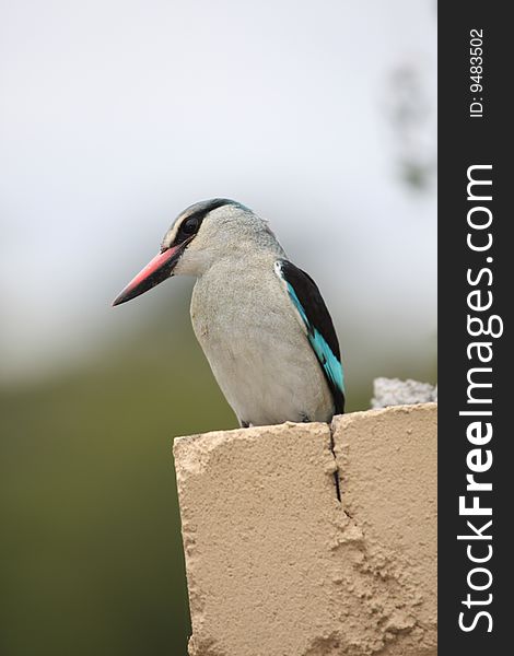 African Kingfisher Perched, South Africa