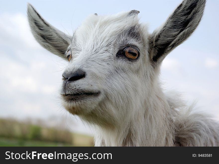 The portrait of a young curious goat. The portrait of a young curious goat