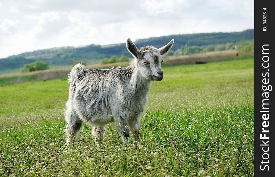 The little goat is grazed on a green meadow in the summer. The little goat is grazed on a green meadow in the summer