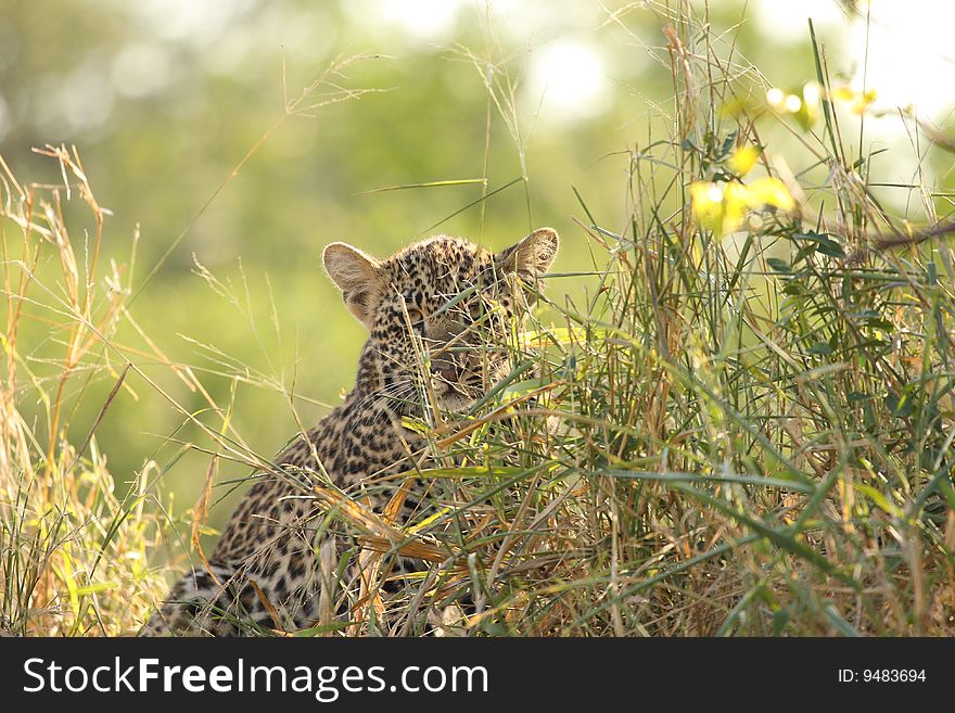 Leopard In Sabi Sand Private Reserve