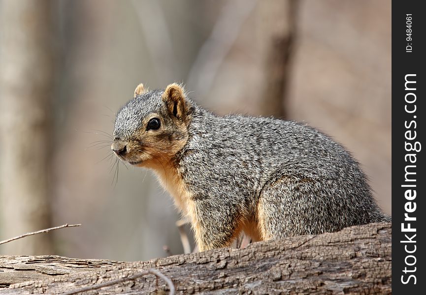 Fox squirrel (sciurus niger) sitting on a log