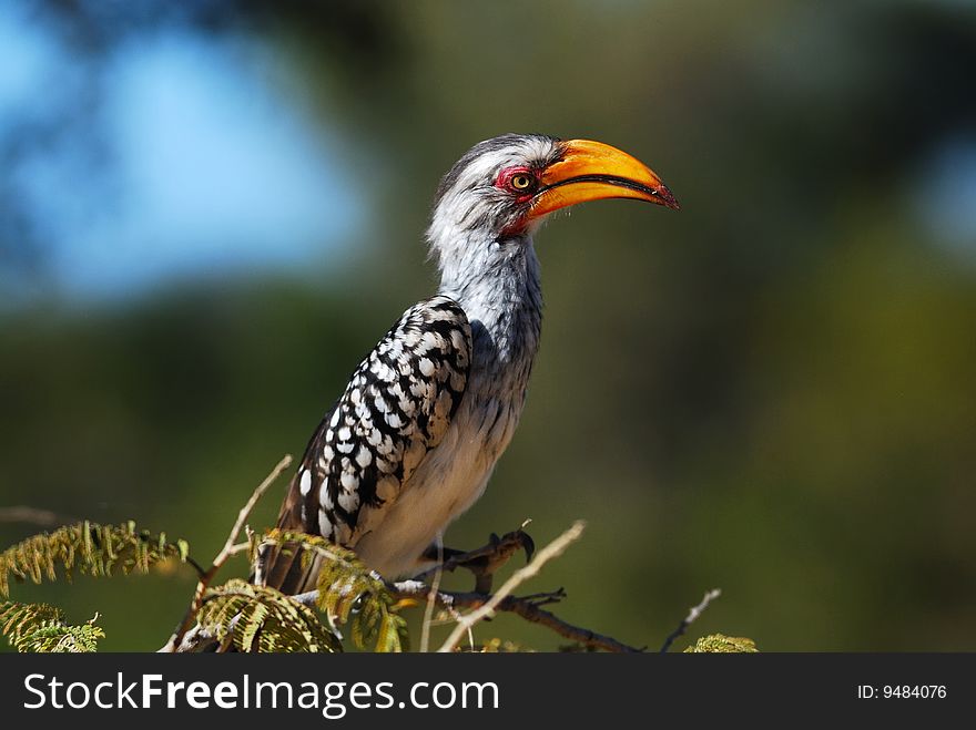 Southern Yellow-billed Hornbill