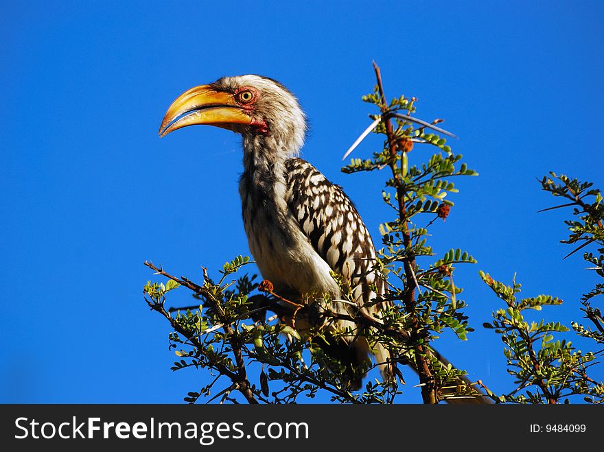 Southern Yellow-billed Hornbill