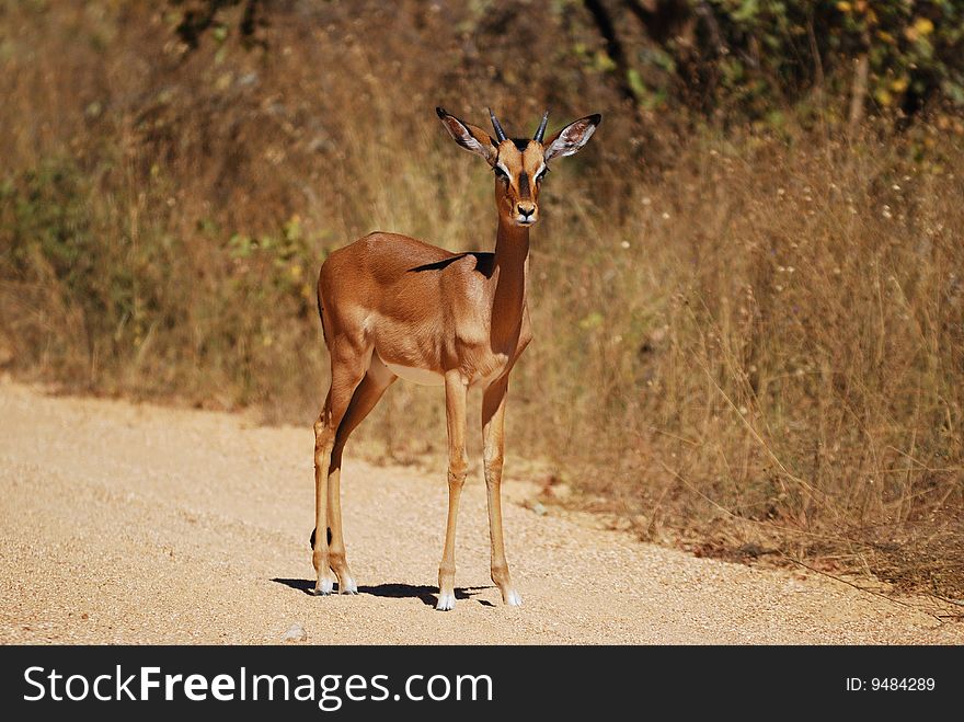 An impala (Aepyceros melampus) is a medium-sized African antelope. The name impala comes from the Zulu language. They are found in savannas and thick bushveld in Kenya, Tanzania, Mozambique, northern Namibia, Botswana, Zambia, Zimbabwe, southern Angola, northeastern South Africa and Uganda. An impala (Aepyceros melampus) is a medium-sized African antelope. The name impala comes from the Zulu language. They are found in savannas and thick bushveld in Kenya, Tanzania, Mozambique, northern Namibia, Botswana, Zambia, Zimbabwe, southern Angola, northeastern South Africa and Uganda.