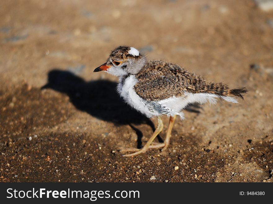 The Three-banded Plover or Three-banded Sandplover (Charadrius tricollaris) is a small wader. This plover is resident in much of eastern and southern Africa and Madagascar, mainly on inland rivers, pools and lakes. Its nest is a bare scrape on shingle. The Three-banded Plover or Three-banded Sandplover (Charadrius tricollaris) is a small wader. This plover is resident in much of eastern and southern Africa and Madagascar, mainly on inland rivers, pools and lakes. Its nest is a bare scrape on shingle.