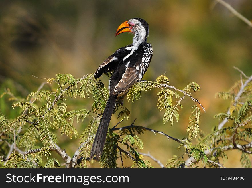 The Southern Yellow-billed Hornbill (Tockus leucomelas) is a Hornbill found in southern Africa. It is a medium sized bird, with length between 48 to 60 cm (South Africa)