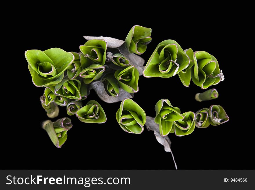 Young green shoots of tulips, with some dry leaves, on black background