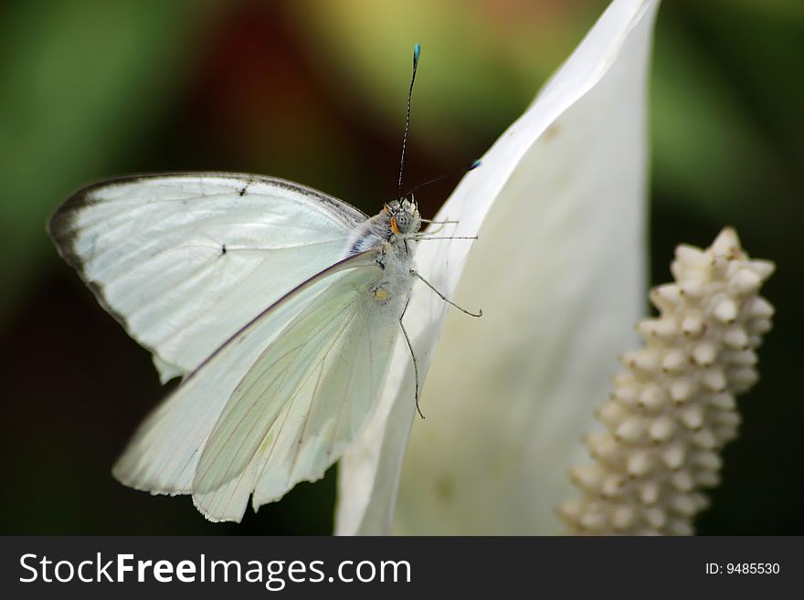 Small Butterfly, Great Southern White , Ascia monuste