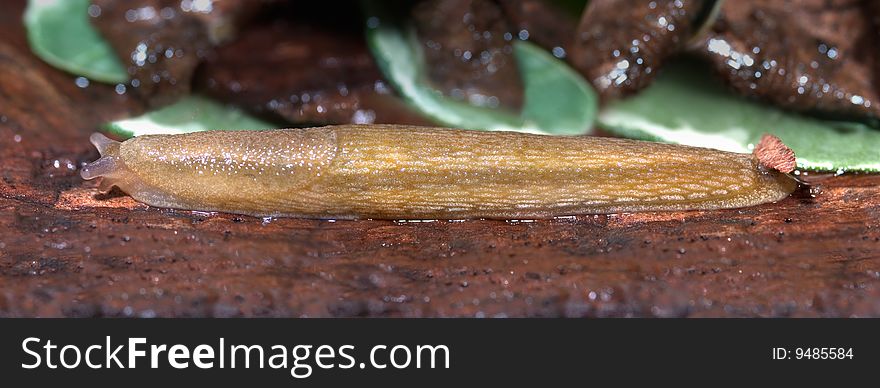 Slug, Dusky Arion, Arion subfuscus, Gastropod Mollusk, In Motion And Racing For Cover