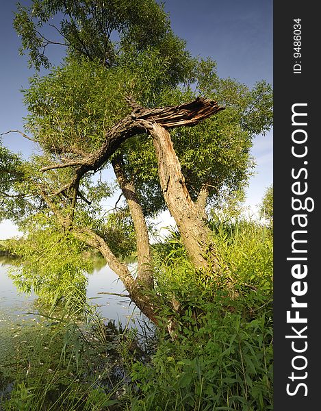 Old broken tree leaning over the lake. Old broken tree leaning over the lake