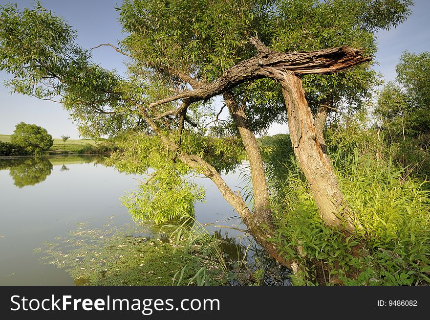 Old tree over the lake in  the early afternoon