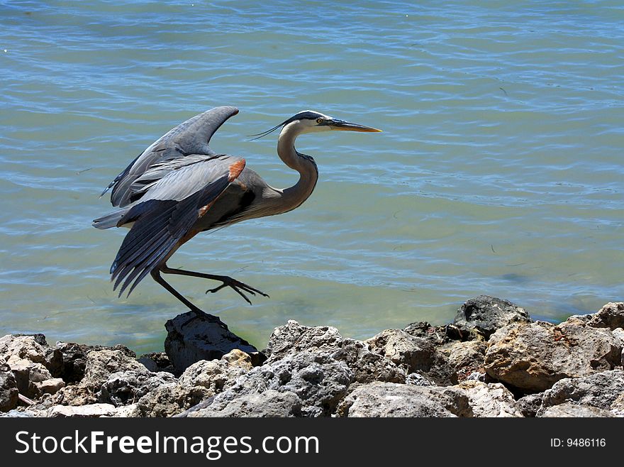 A Blue Heron stands on rocks by blue water. A Blue Heron stands on rocks by blue water