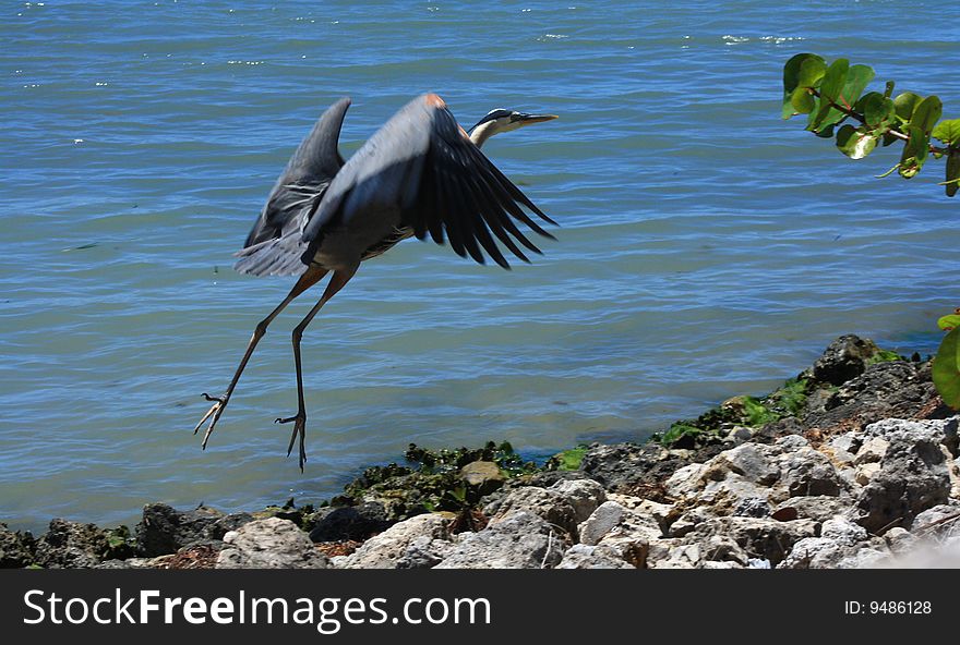 Blue Heron takes off from rocks