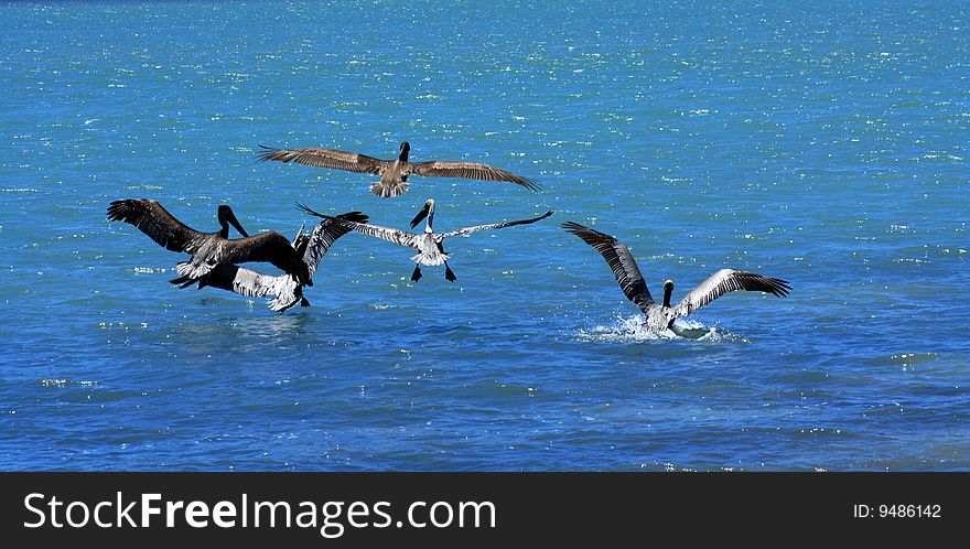 Small group of Pelicans come in to land on blue water away from camera. Small group of Pelicans come in to land on blue water away from camera.