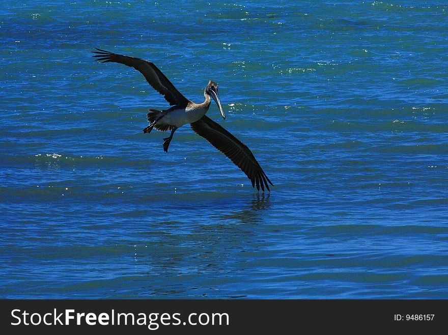 A Pelican flys with a wing just touching the water. A Pelican flys with a wing just touching the water.