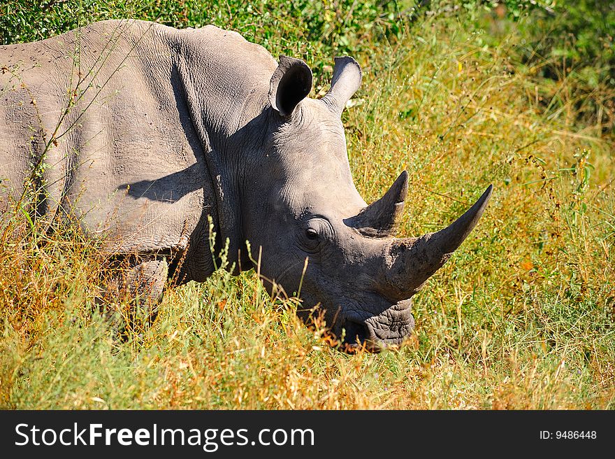 White Rhinoceros (Ceratotherium Simum)