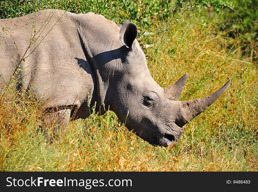 The White Rhinoceros or Square-lipped rhinoceros (Ceratotherium simum) is one of the five species of rhinoceros that still exist and is one of the few megafauna species left (South Africa). The White Rhinoceros or Square-lipped rhinoceros (Ceratotherium simum) is one of the five species of rhinoceros that still exist and is one of the few megafauna species left (South Africa).