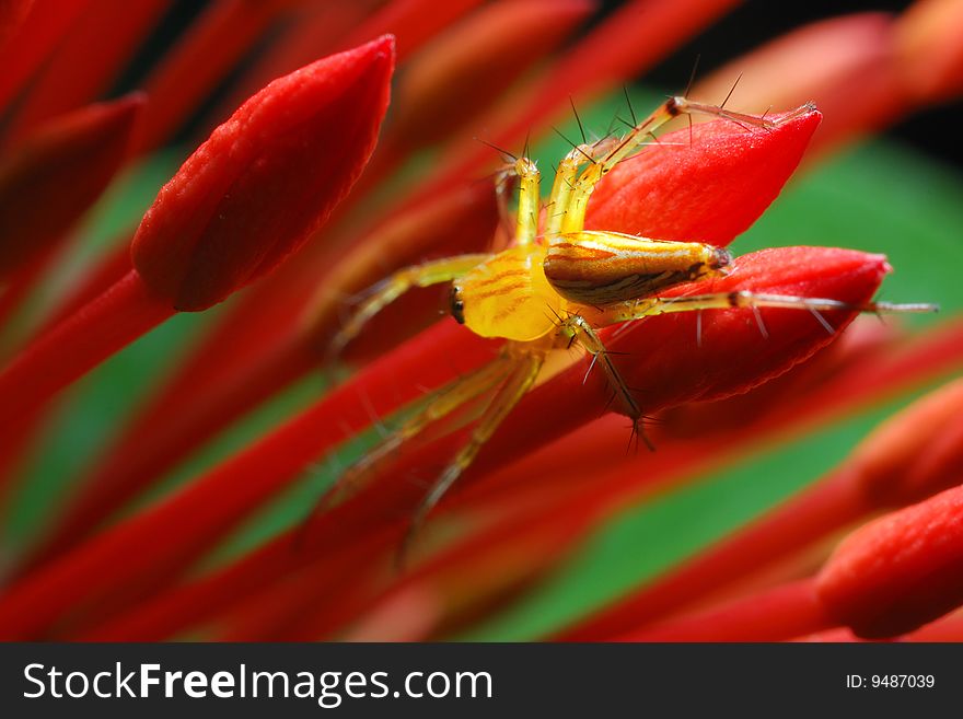 Close up of a spider in to flower